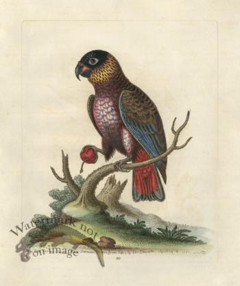 Edwards Parrot 35.jpg